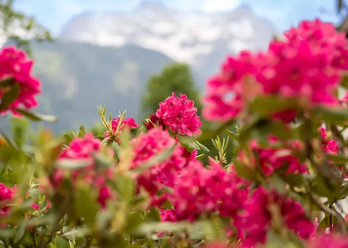 Oblasser Πανσιόν Mayrhofen